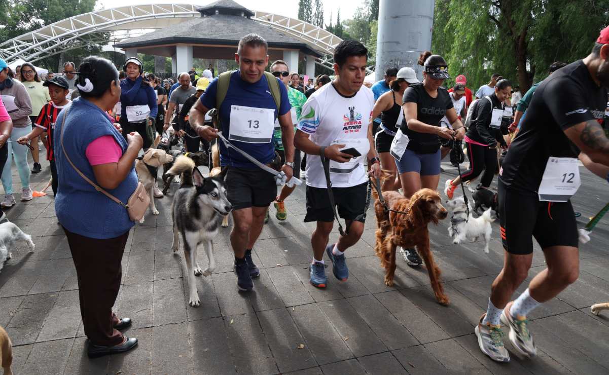 PAOT celebrará 5 años de Adopta CDMX con el Adoptatón; habrá pasarela, vacunación y más actividades