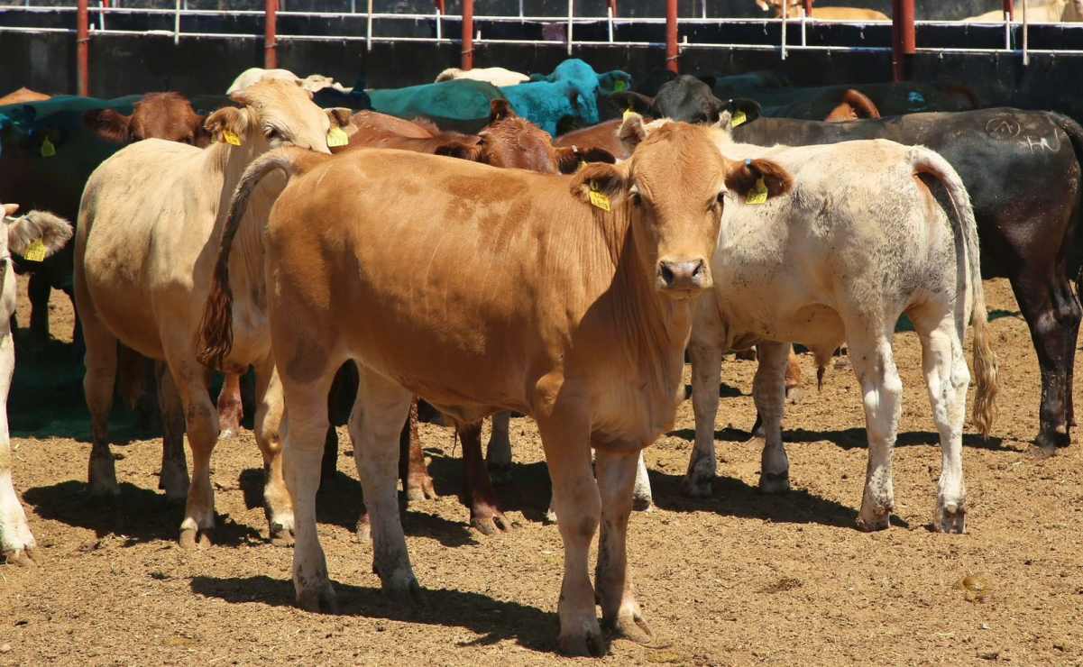 Vinculan a proceso a líder de 