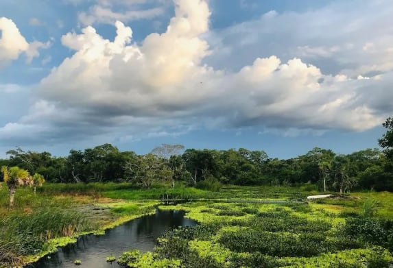 Visita la ofrenda monumental de la casa del Indio Fernández