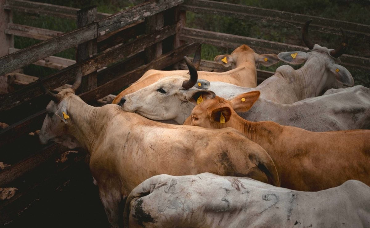 ¿Quién era Bárbara Jankavski, la Influencer que murió tras someterse a 27 cirugías estéticas?