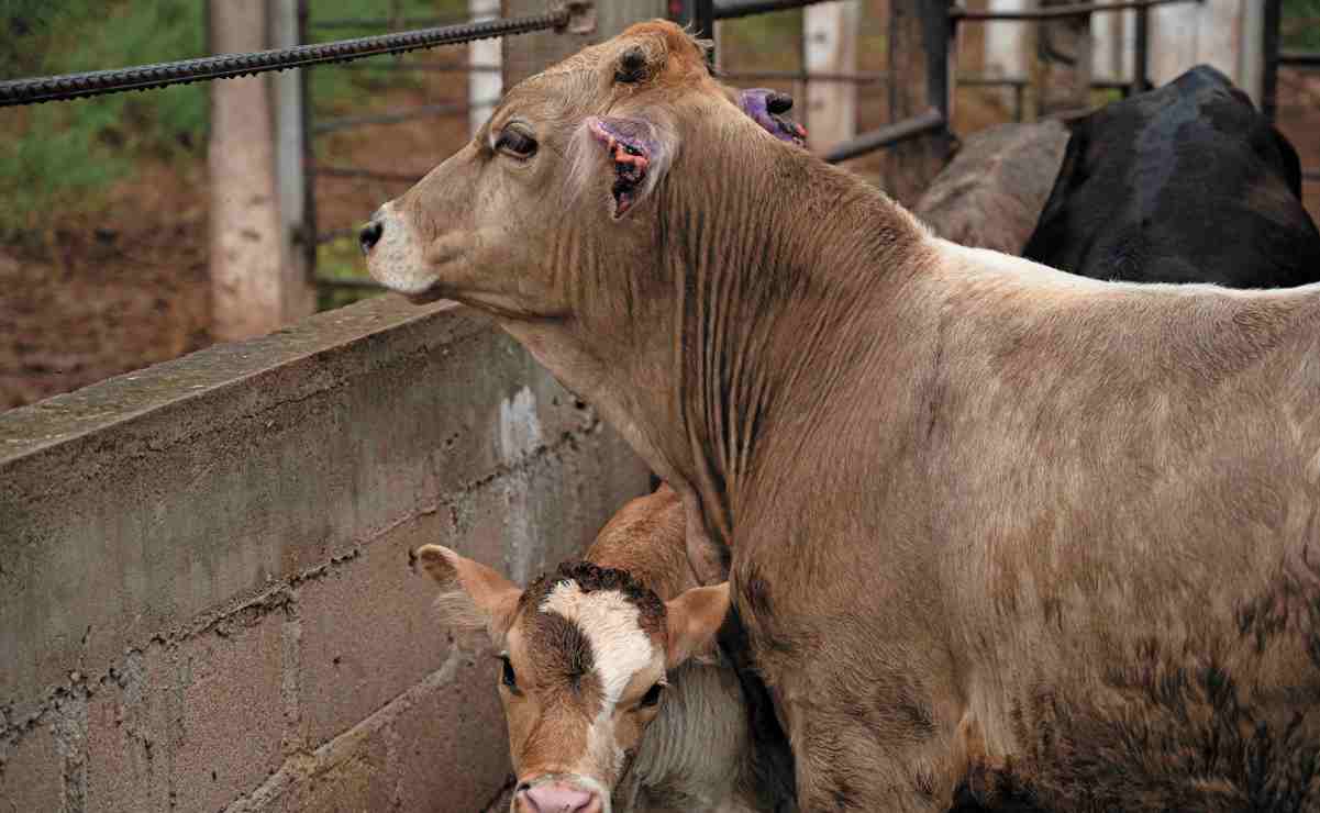 Preocupa que extranjeros estén vinculados con grupos de la delincuencia organizada de Sinaloa: Rubén Rocha Moya