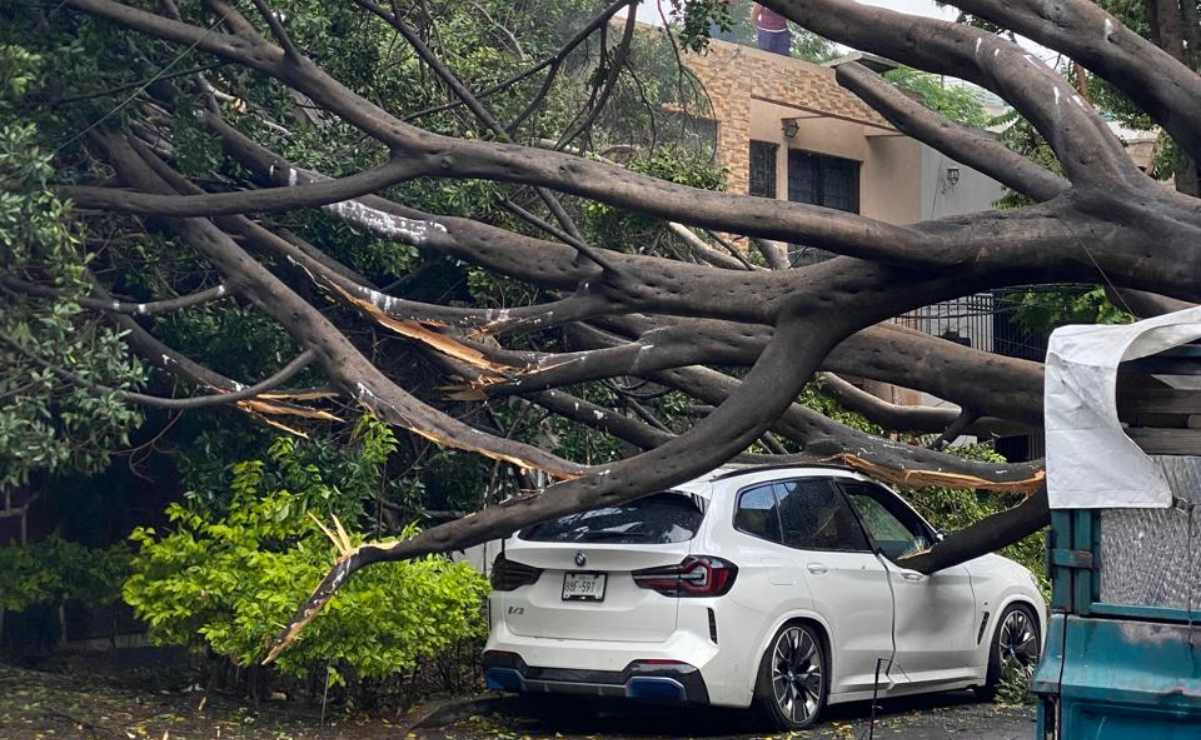 Medio Ambiente reitera que no está autorizado derribo de laurel llamado 