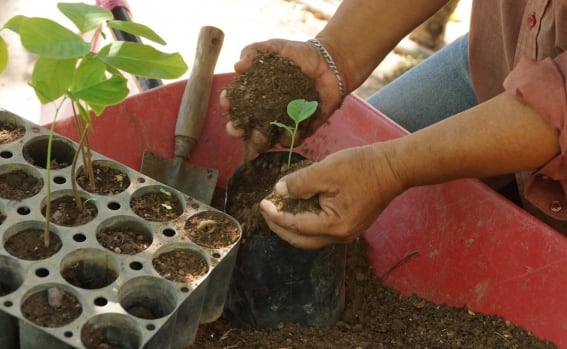 Tarumba lanza programa de sustentabilidad en colaboración con asociaciones nacionales 