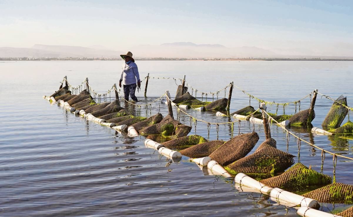Carlos Manzo, víctima en un municipio que lleva 15 años en el top de violencia estatal