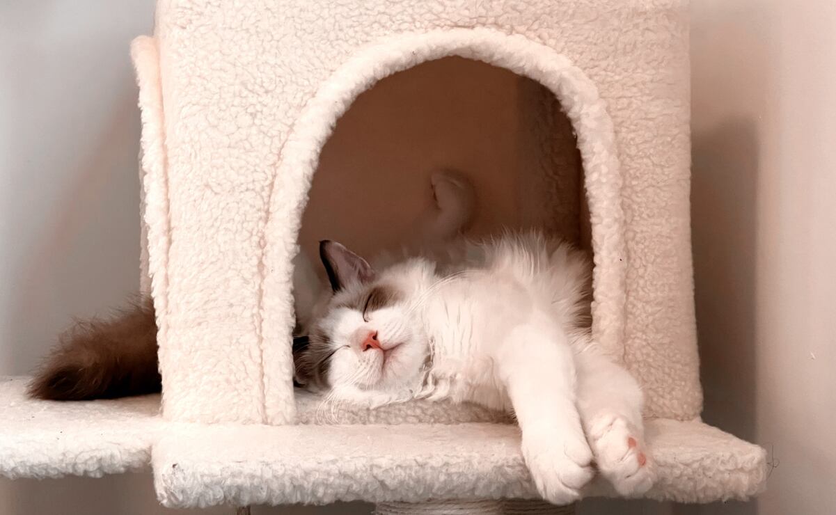 Vaso navideño de Starbucks: ¿a qué hora ir por el artículo coleccionable hoy, 7 de noviembre?