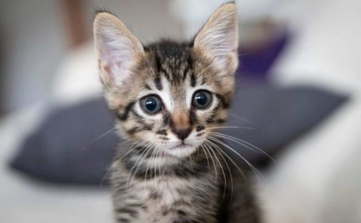 VIDEO: Así se escuchó el enfrentamiento a balazos durante persecución en límites de Puebla y Veracruz