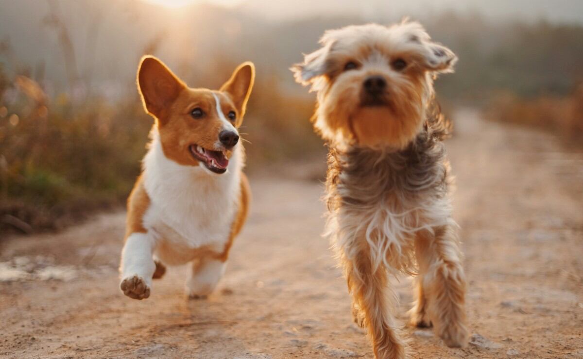 Ola de Calor en México; ¿cómo proteger las patitas de mi perro? Esto dice la IA