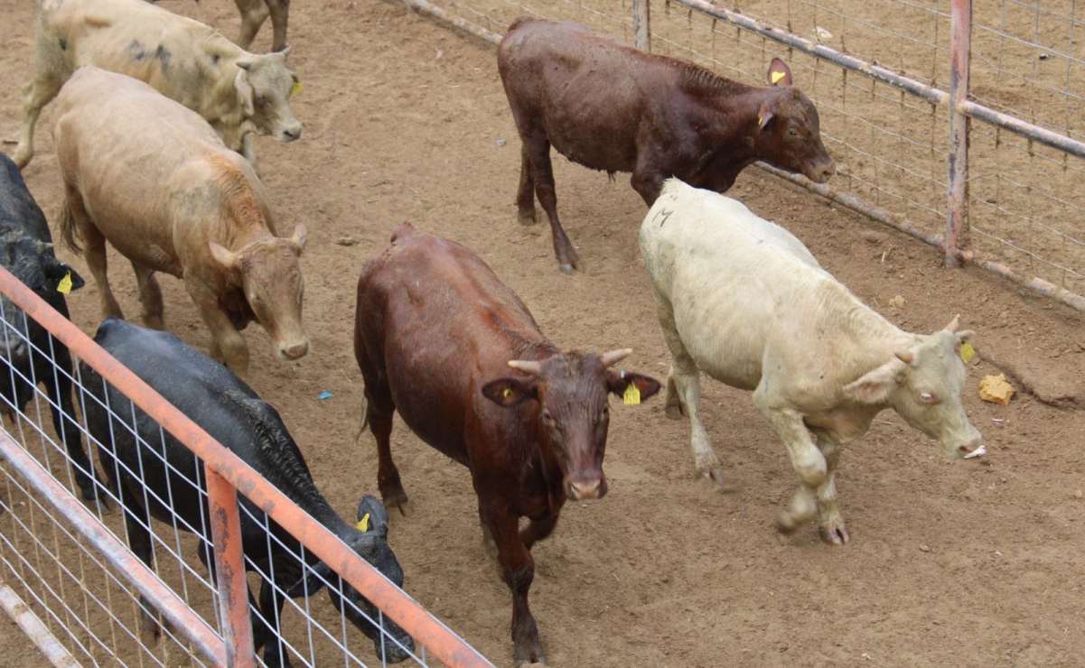 Ganaderos de Sonora consternados por nuevo cierre de frontera con EU; acusan venta barata del ganado