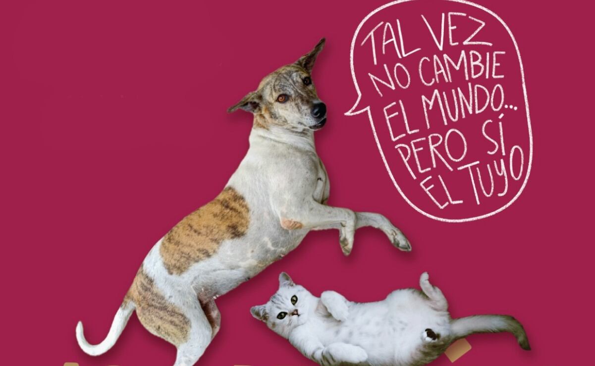 Despensa gratis con INE e INAPAM; ¿cuándo empieza el programa?