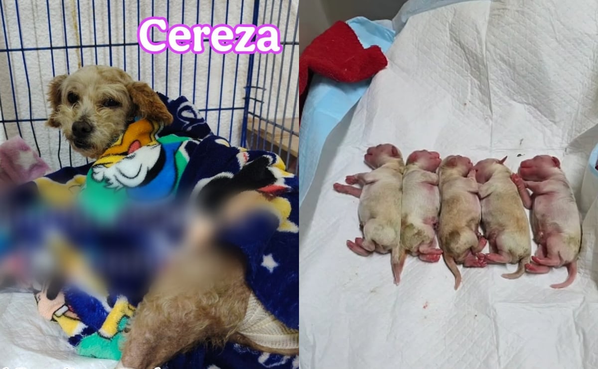 Peso Pluma y Kenia Os presumen su amor en la Semana de la Moda de Nueva York: besos, abrazos y glamour 
