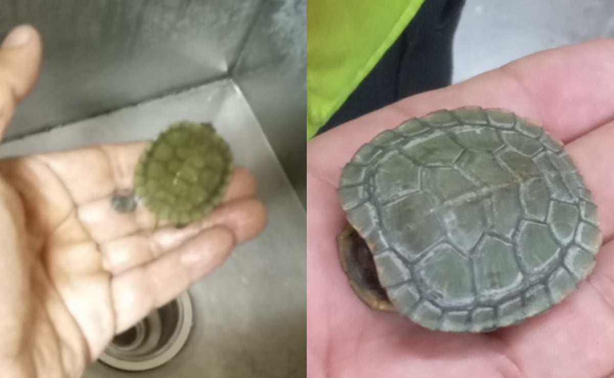 Cuántas tortillas equivalen a un bolillo en calorías