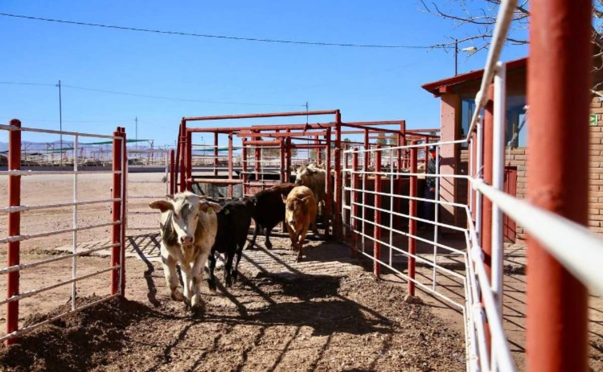 Shakira canta para su famosa manada