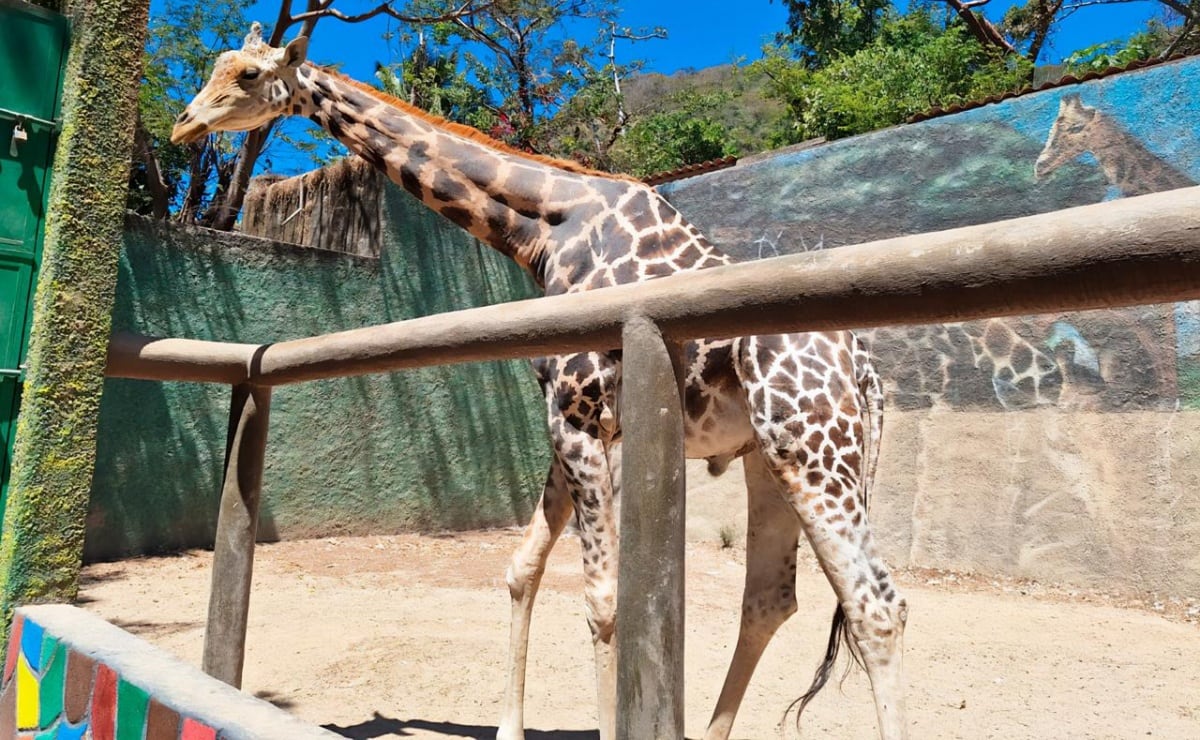 Mundial 2026: Mala planeación podría dejar deudas de más de 50 mil pesos, alertan 