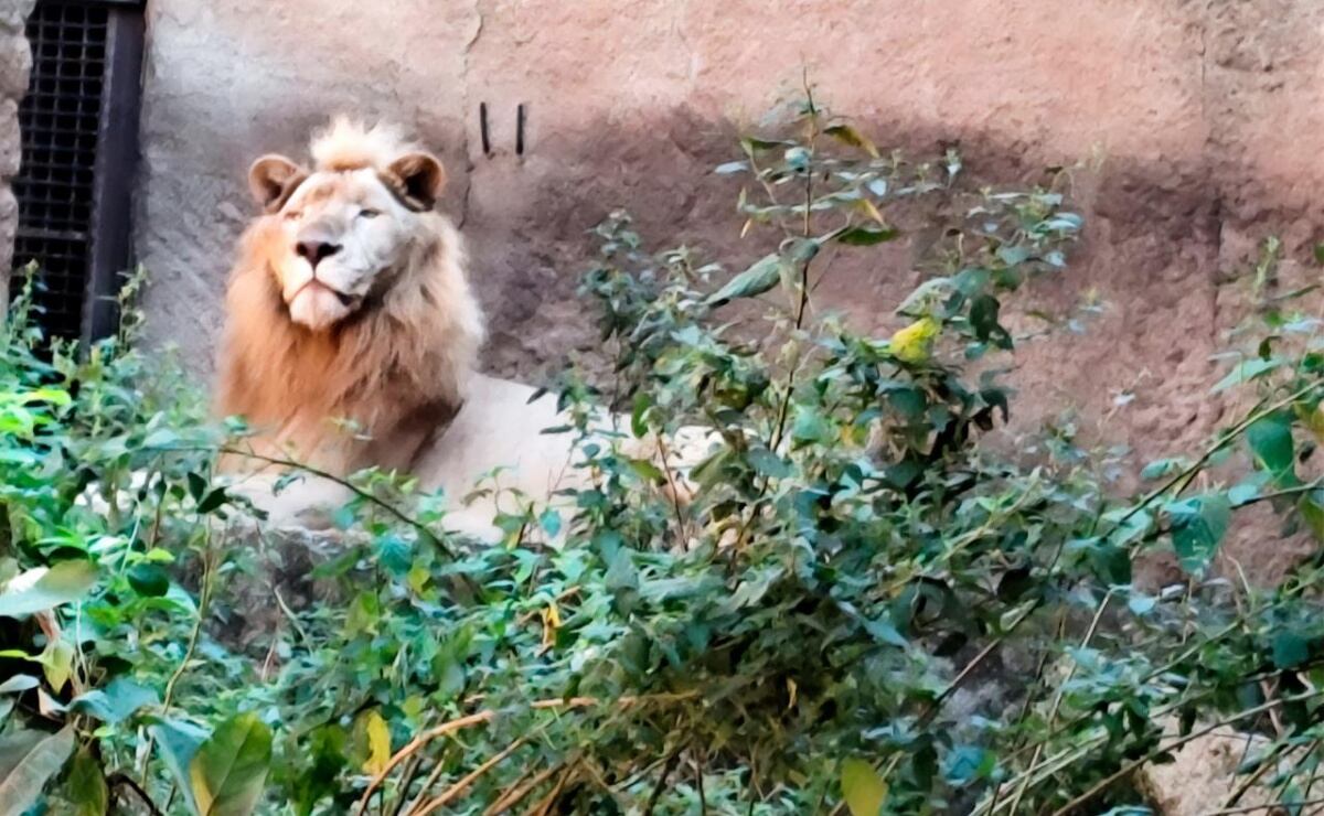 Gobernadora de Guanajuato condena insultos del “Padre Pistolas”; “le voy a partir la madre”, asegura sacerdote por proyecto de Acueducto