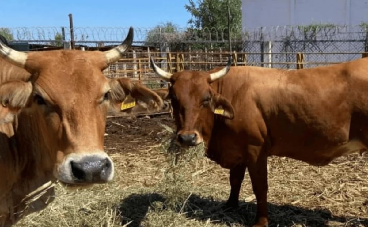 Dan banderazo de salida a El Buen Fin 2025; calculan ventas por 200 mil millones de pesos