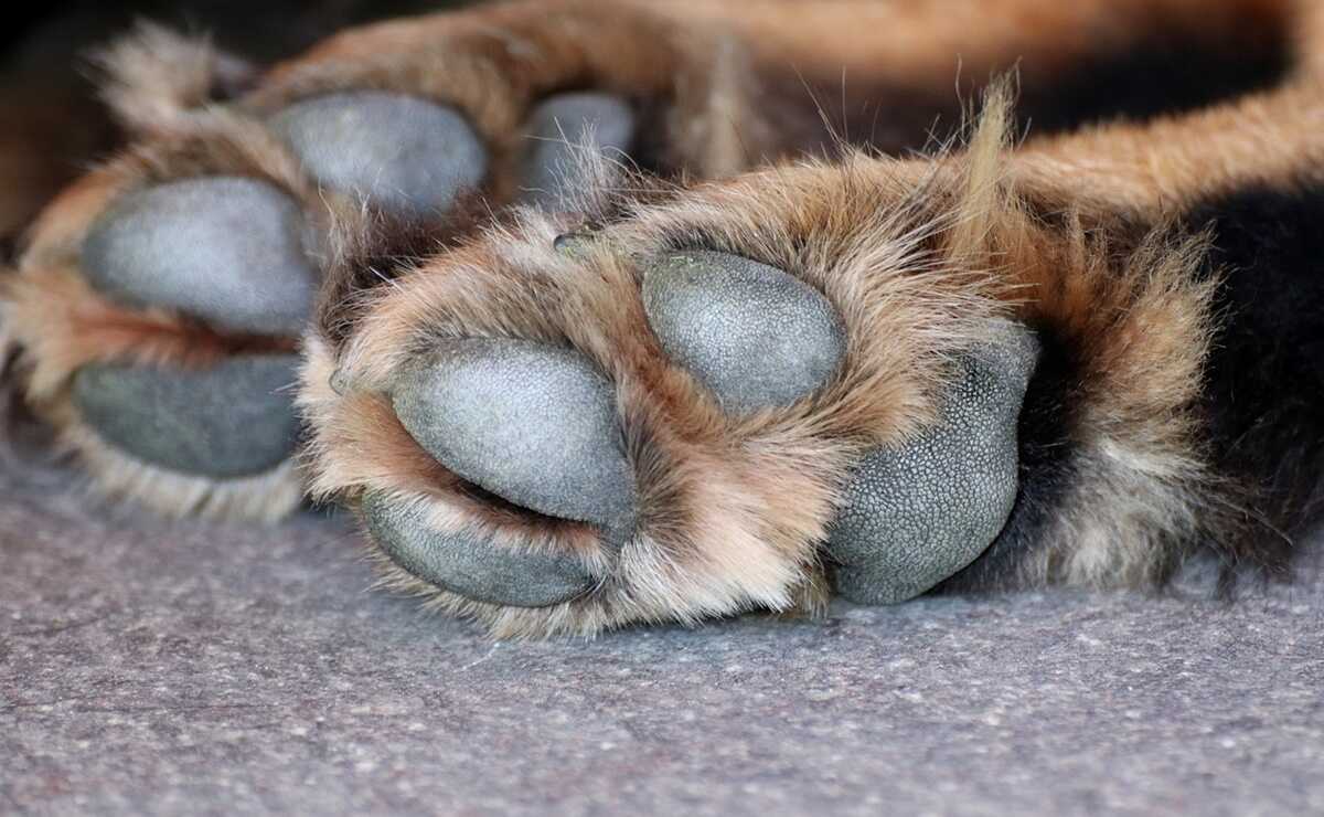 Shakira y sus hijos Milan y Sasha se visten de color lila para el estreno de 