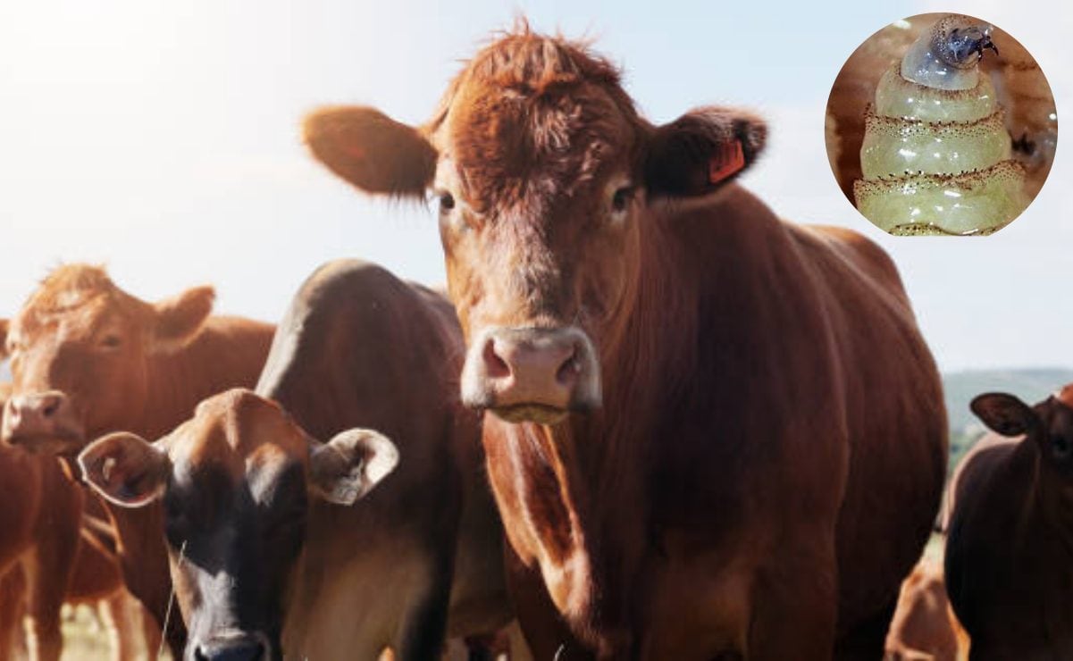 ¿Los diabéticos pueden comer camote?