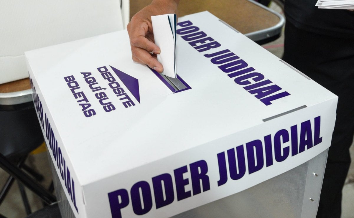 Rescatan a mapache “Alvarito” en mercado de alcaldía Álvaro Obregón; lo entregan a Fundación