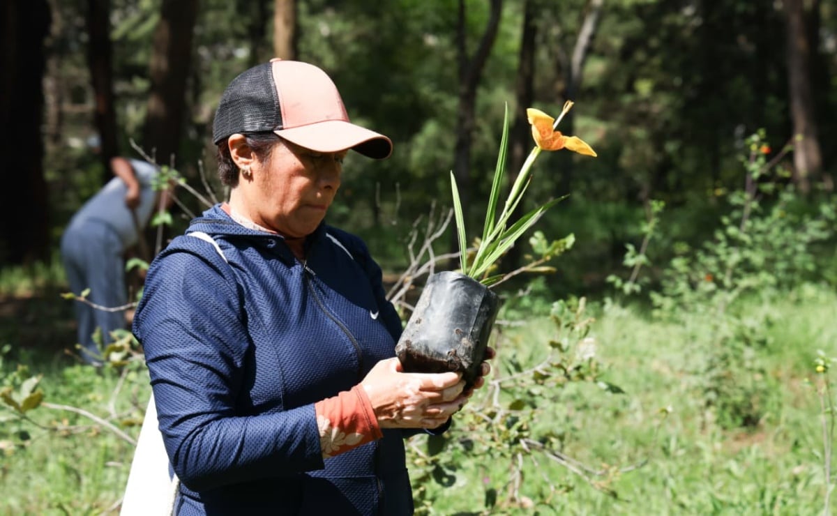 Cómo escoger un buen mango
