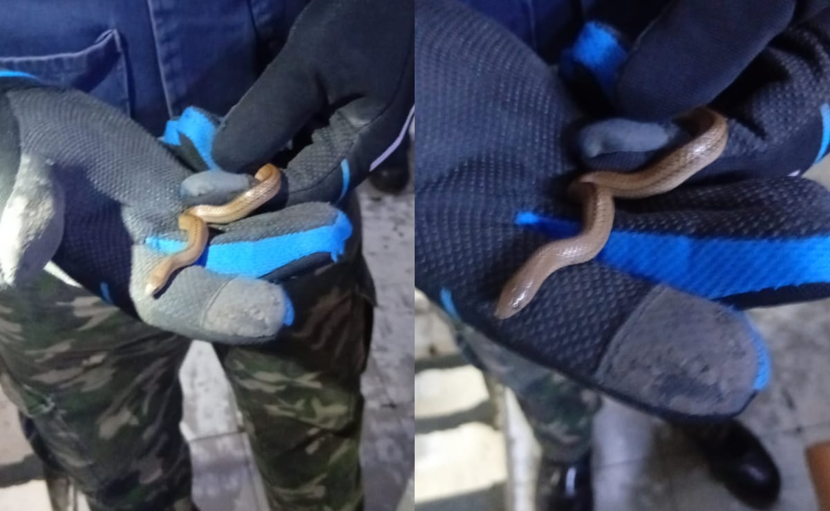 Restos humanos hallados dentro de maleta en Tamaulipas pertenecen a hombre desaparecido