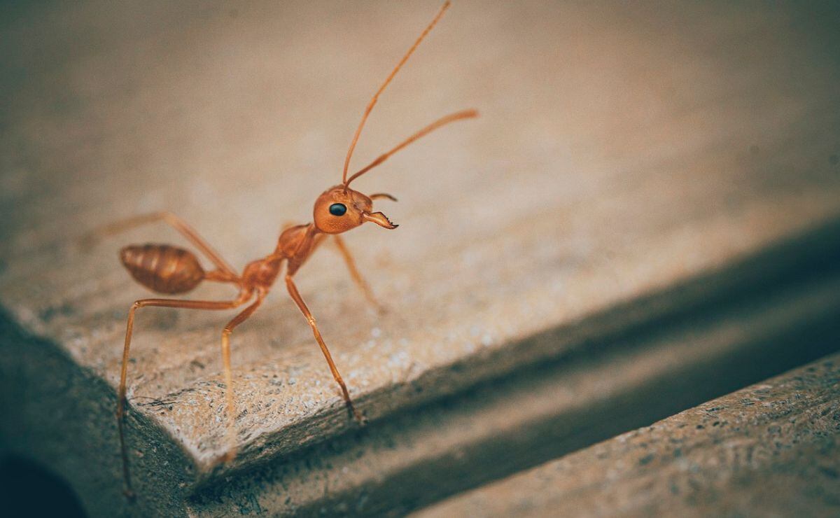 El mundo en acción para conservar la biodiversidad