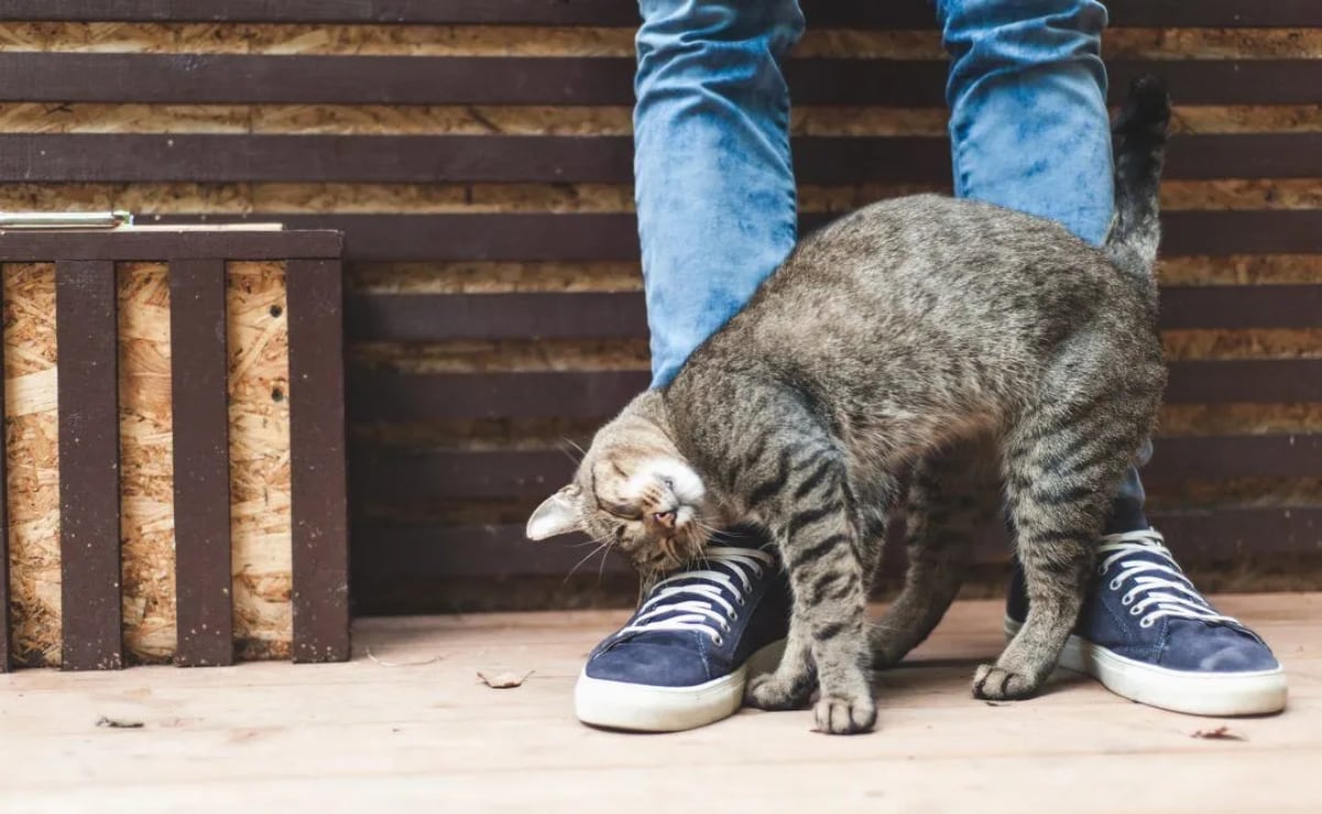 ¿Trump Stadium? Sería 