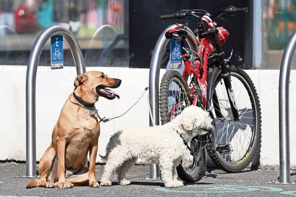 ¿Por qué tu gato te da cabezazos? Conoce qué es el “bunting”