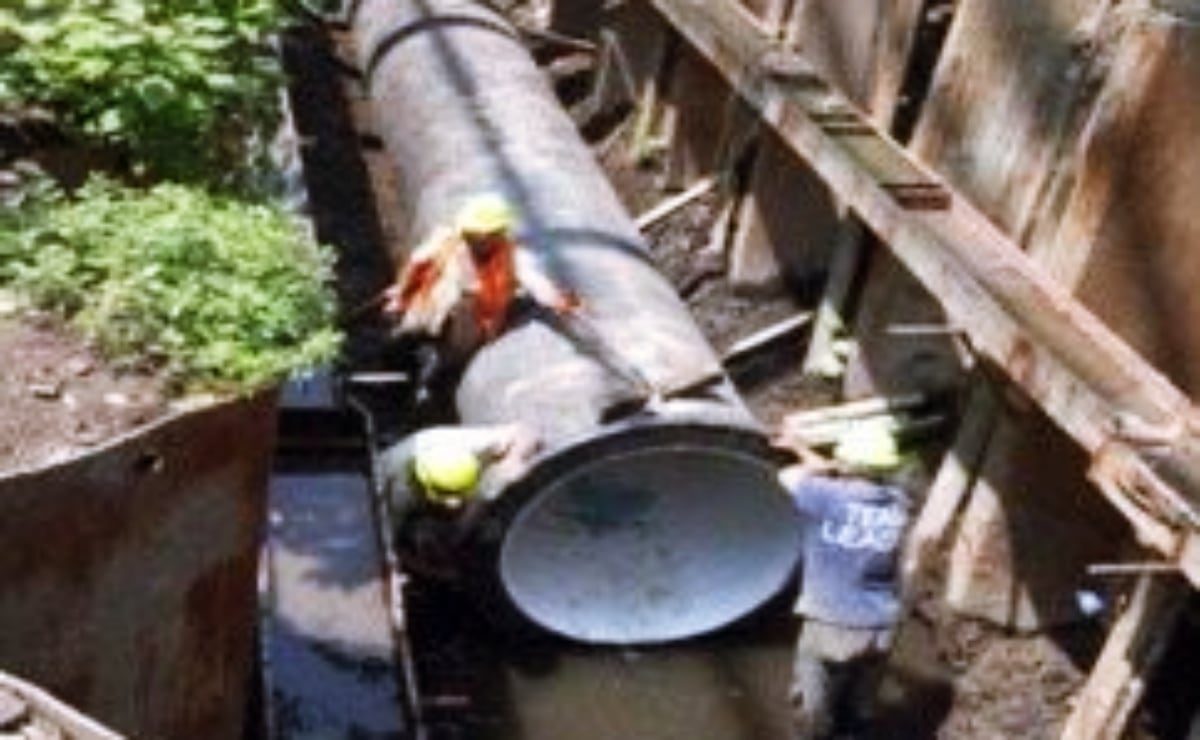 Qué es la mejorana y para qué sirve