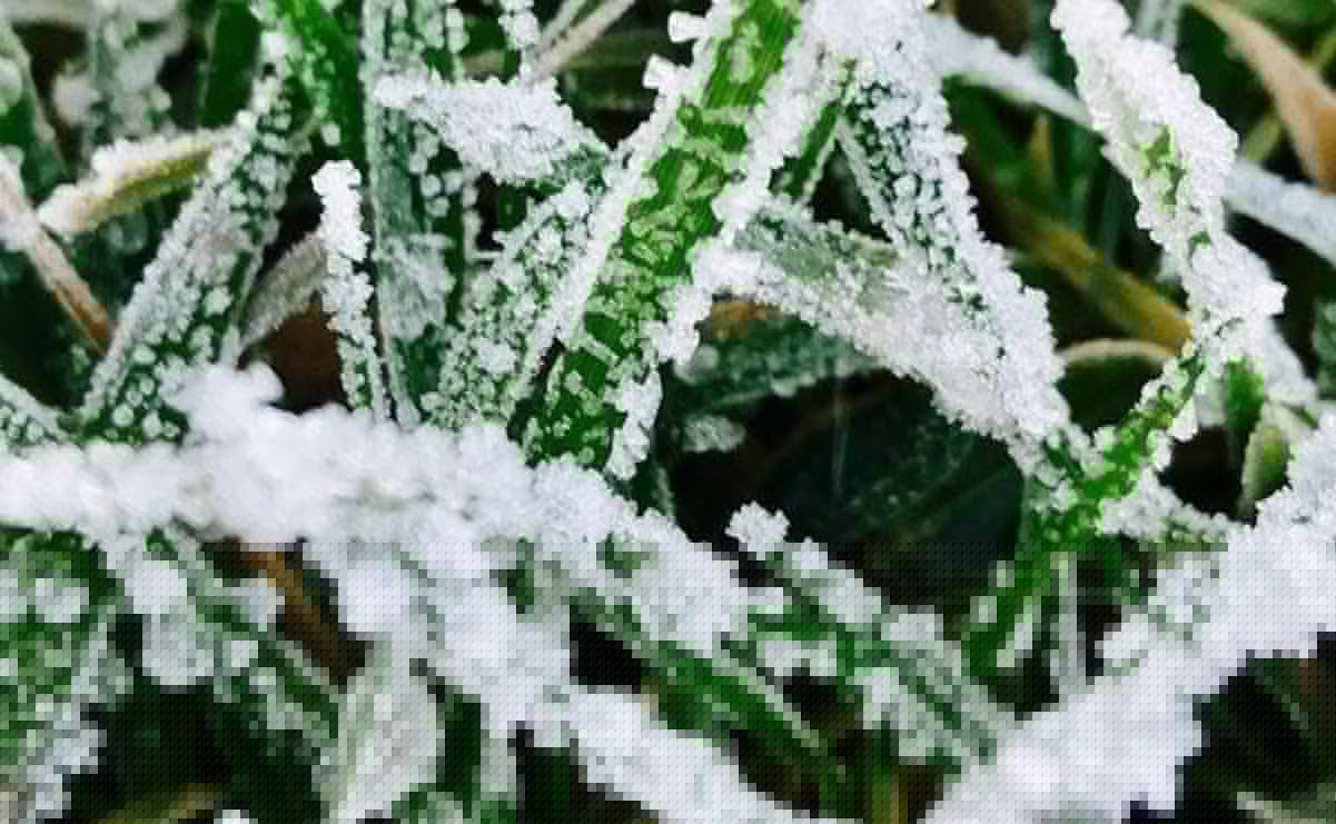 Qué es la mejorana y para qué sirve