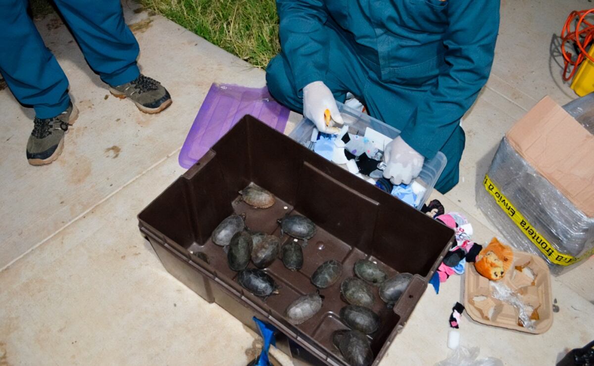 Selección Mexicana: ¿Cuántas veces el Tri ha eliminado a Argentina en la historia de los Mundiales?