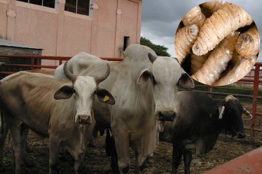 Huracán 