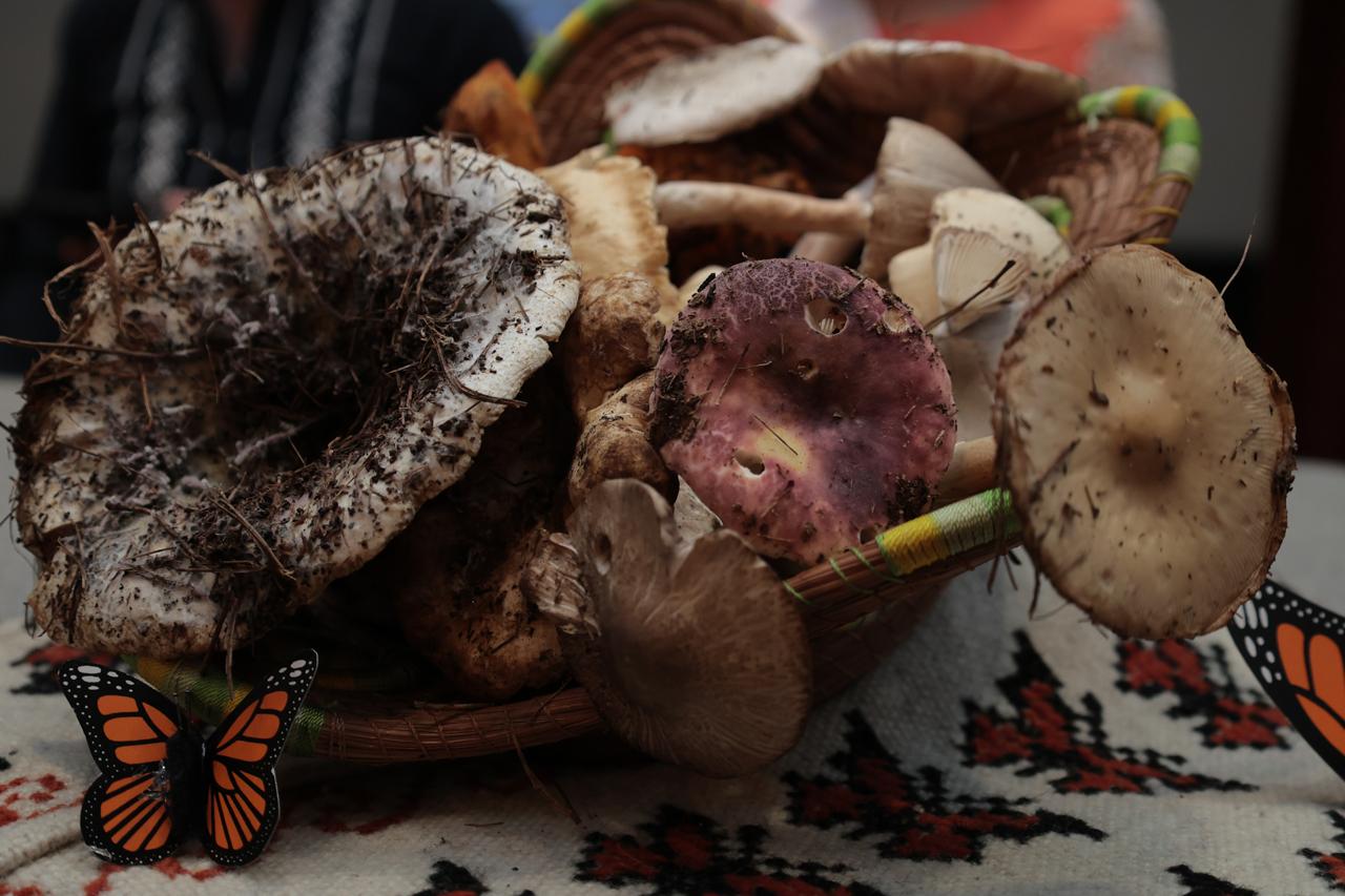 Localizan más de 4 mil litros de diversas sustancias químicas en dos municipios de Sinaloa; descubren plantío de marihuana  