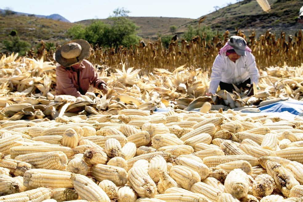 Ceci Flores invita a Noroña a unirse a búsqueda en Sinaloa; 
