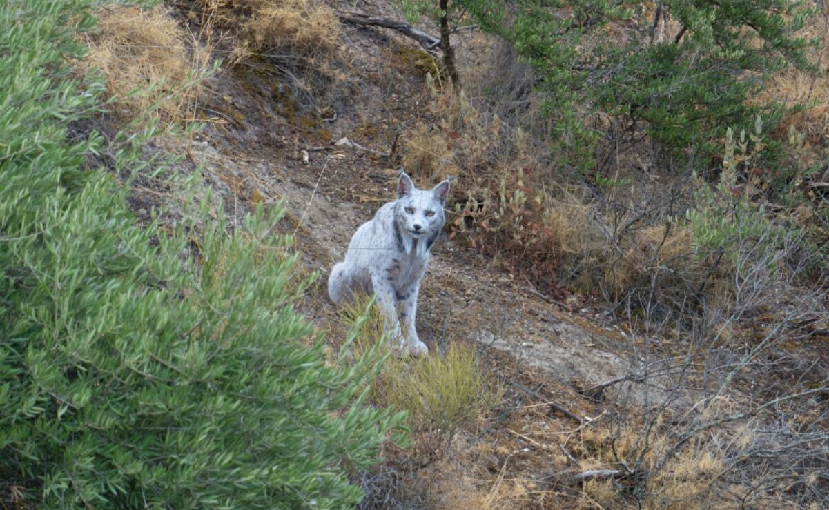 Retrasos y saturación en las Líneas 6, 8 y B del Metro provocan caos y molestia entre usuarios