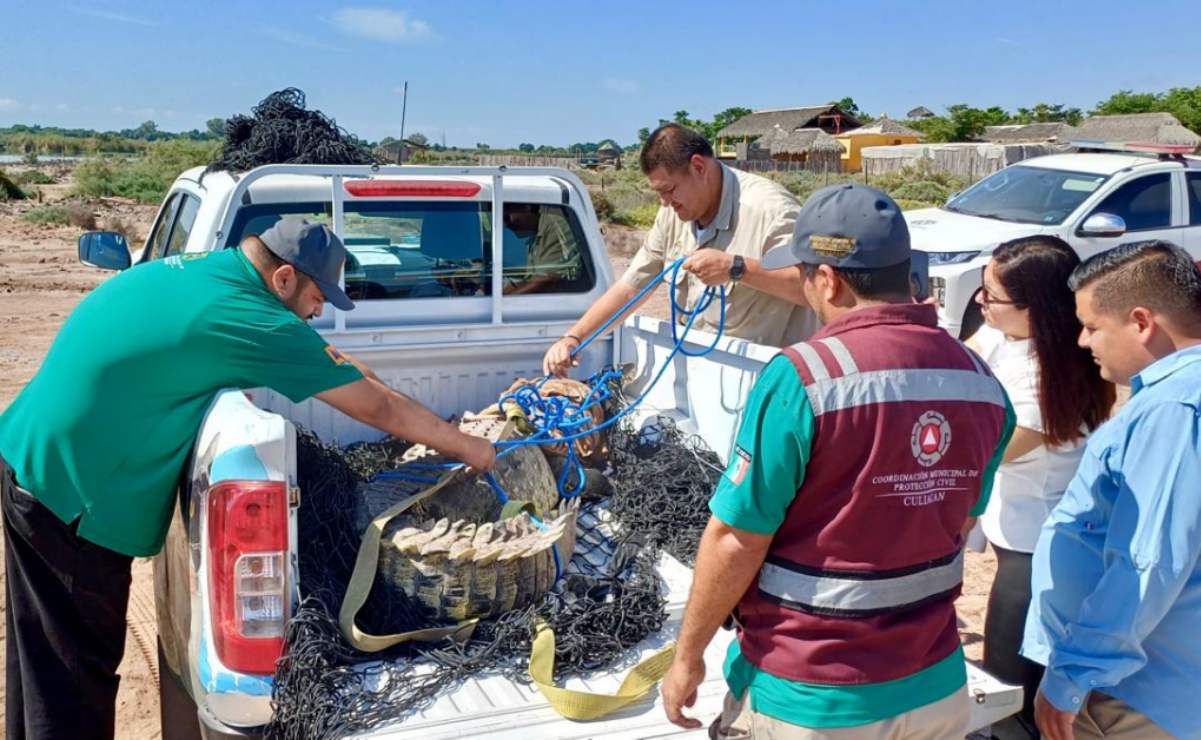 Detienen a siete presuntos integrantes de la Unión Tepito en operativos simultáneos en cuatro alcaldías de CDMX