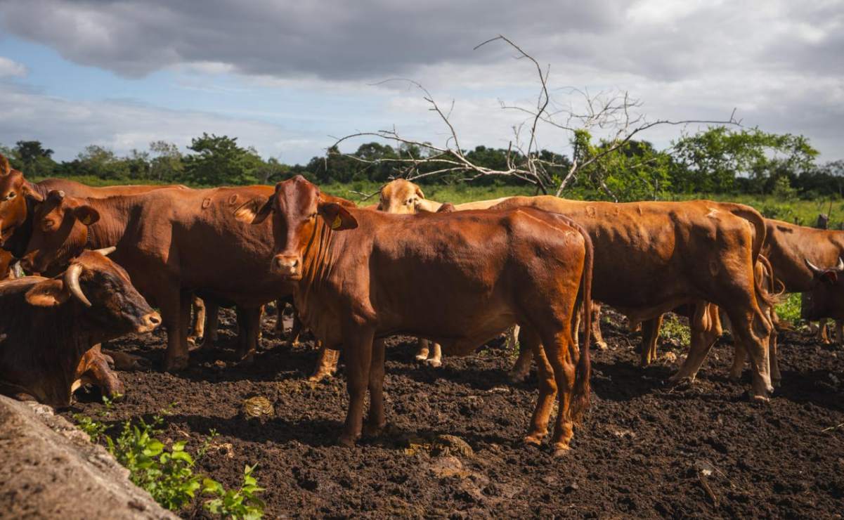 Denuncian detención arbitraria y persecución política contra activista en Nayarit