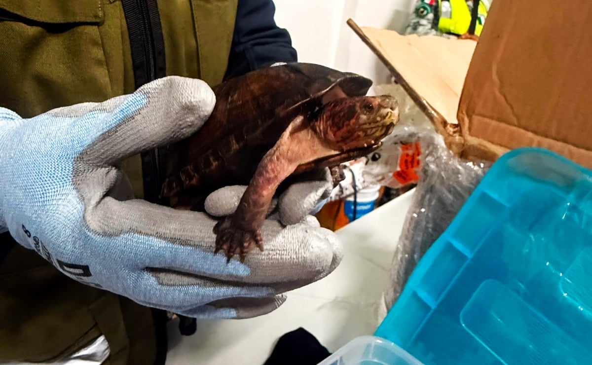 Zelensky y líderes europeos piden que plan de paz respete los intereses de Ucrania y la UE