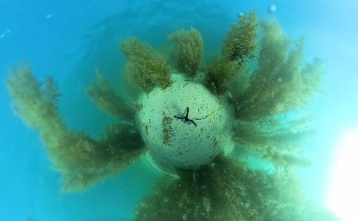 IA: Como un “Einstein” ayudando con la conservación del Mar de Cortés