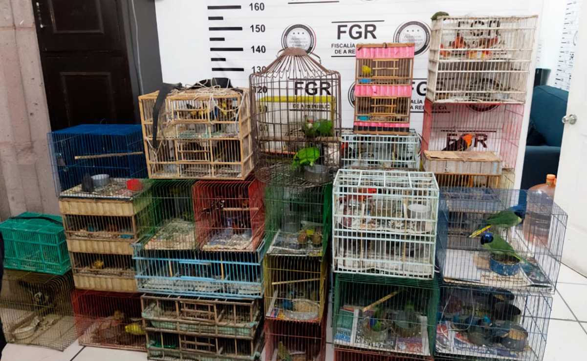 Profepa rescata 176 aves silvestres que eran vendidas ilegalmente en Guanajuato; 72 murieron por malas condiciones