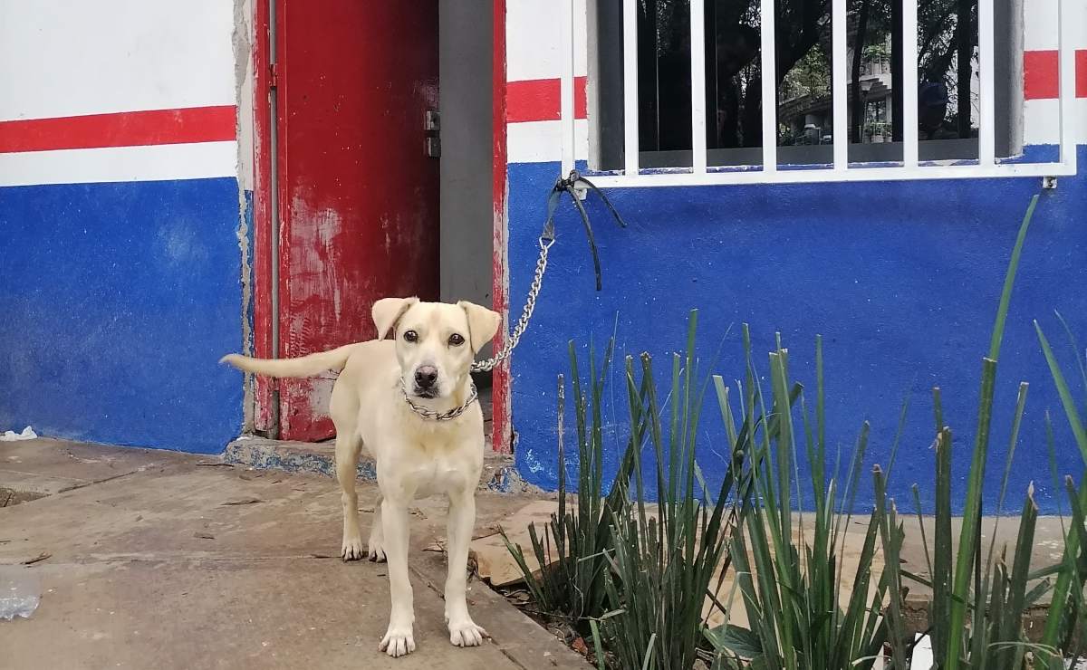 Cómo se deben limpiar los camarones