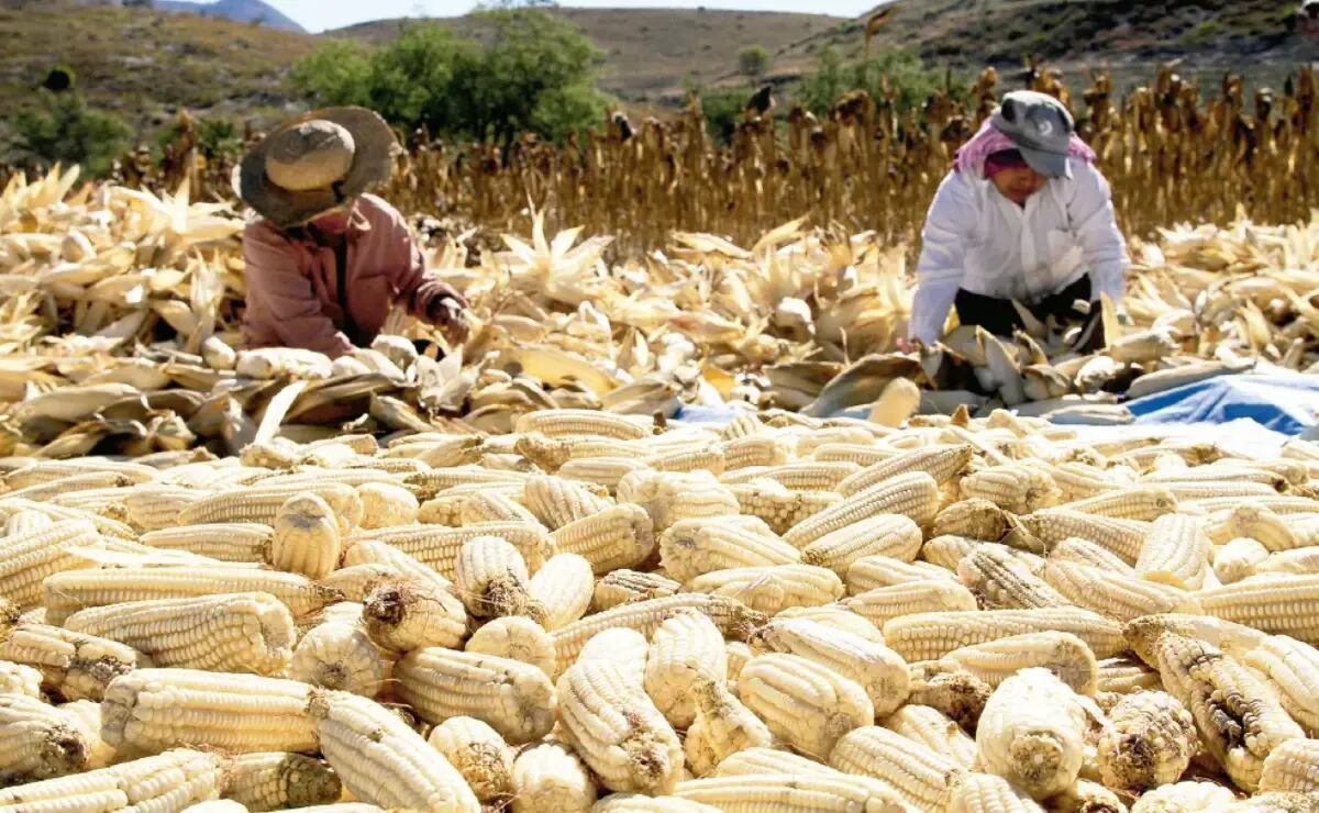 Estampida en un templo hindú deja al menos 9 muertos y decenas de heridos en India