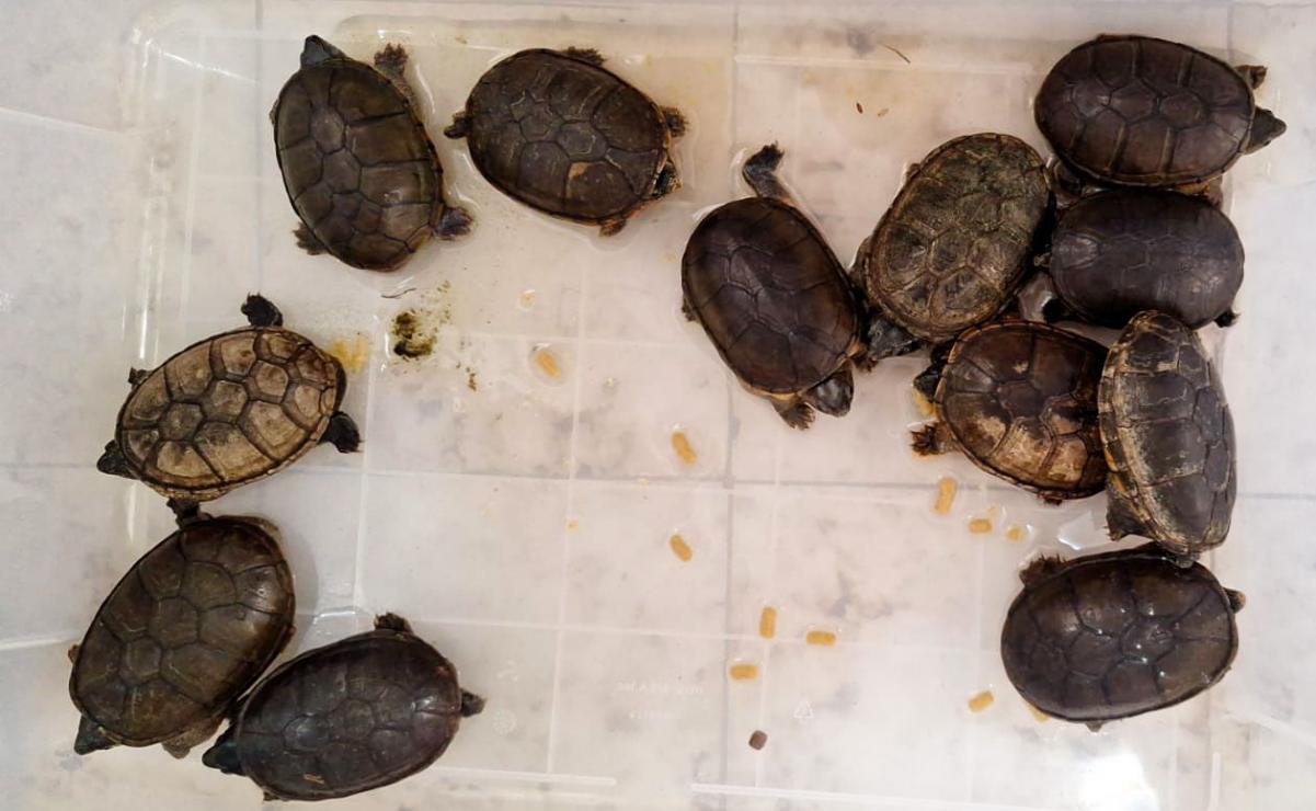 Rescatan más de seis mil huevos de tortuga marina; liberan 15 mil crías en playa de Nayarit