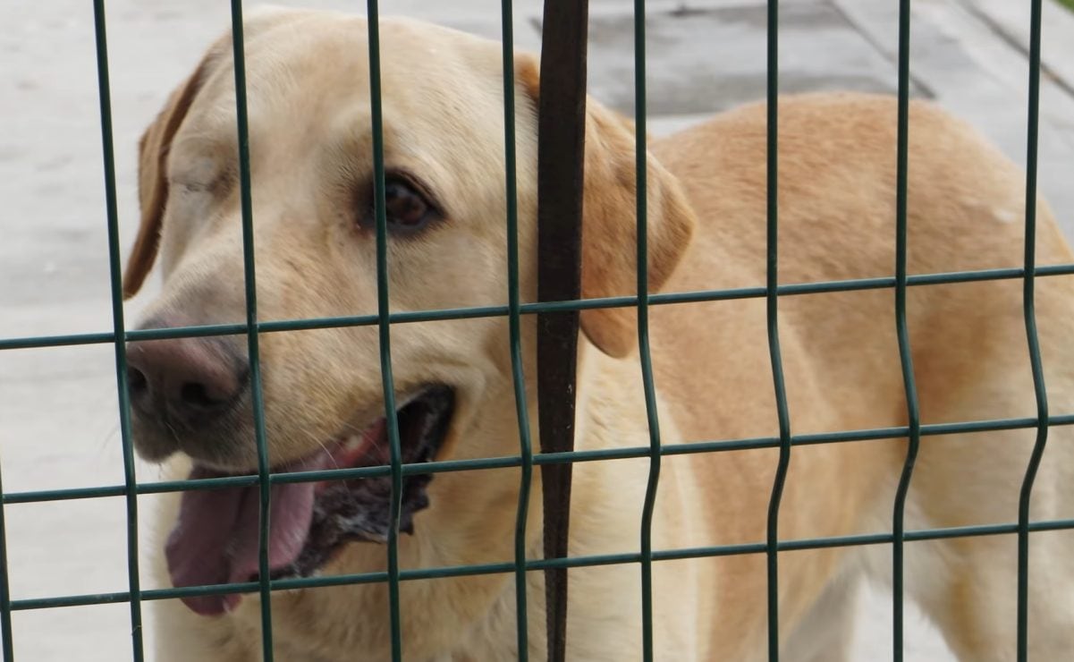 Sheinbaum: El 10 de noviembre inicia segunda entrega de apoyos a damnificados por lluvias; se notificará vía telefónica