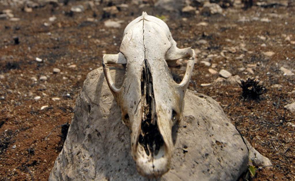 ONGs piden a Sheinbaum tipificar reclutamiento de menores; buscan desmantelar estructuras criminales