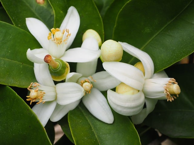 Una identidad costeña: los marisoles de  Cuajinicuilapa