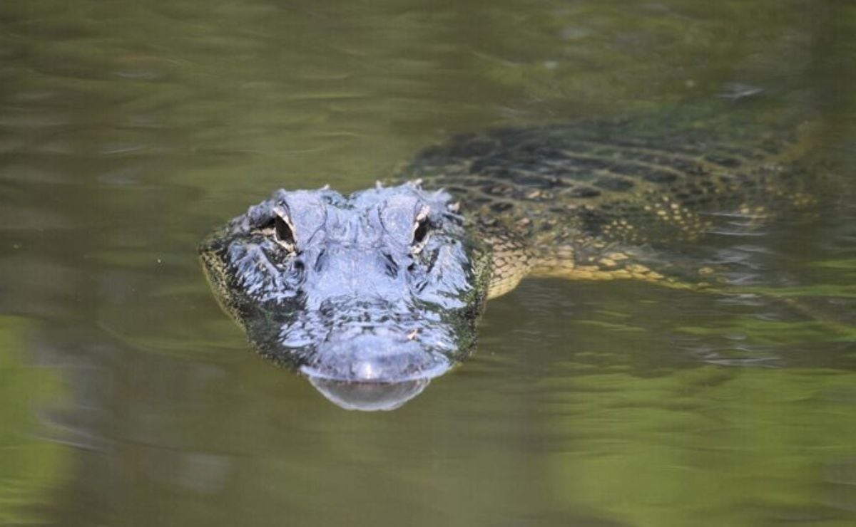 Niurka le sugiere a Cazzu que sea más madre y no le llore a Nodal atención para su hija Inti
