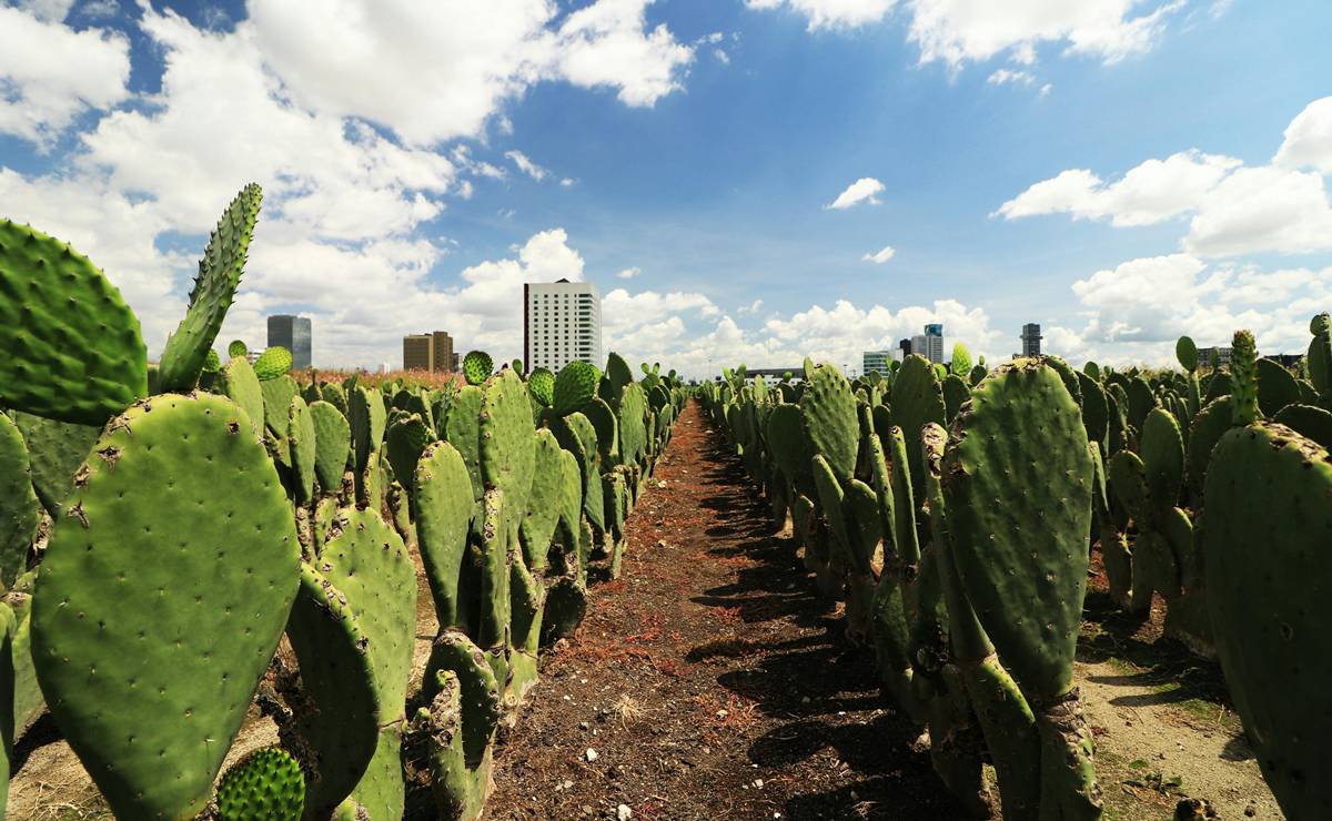 Mexicanos recaban firmas contra impuesto a remesas en EU; buscan detener “la doble imposición ilegal”