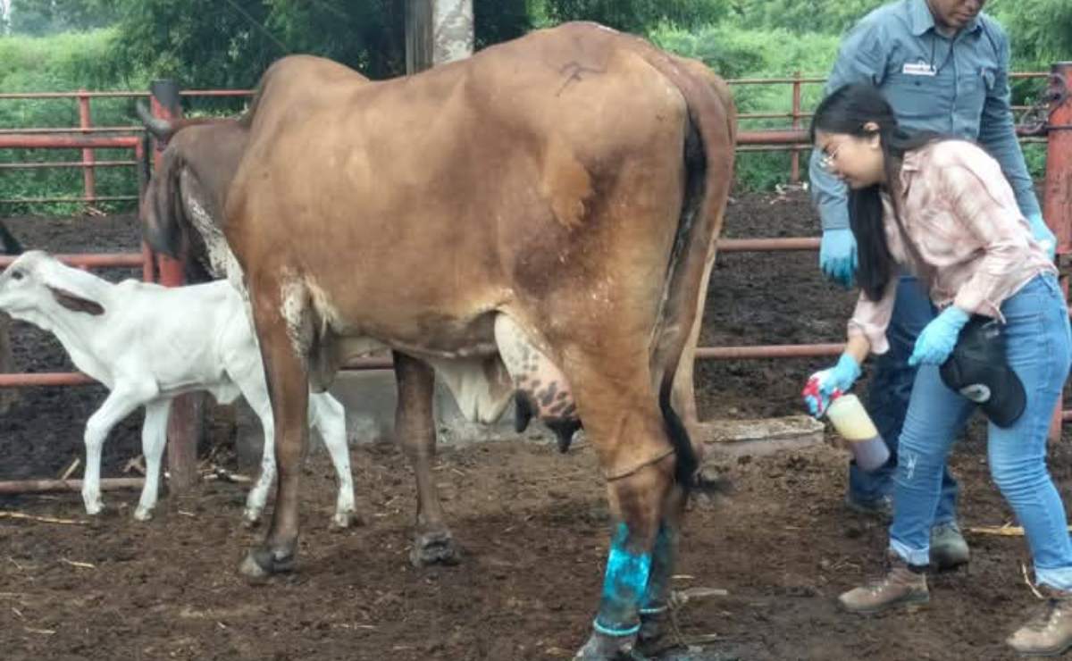 “Cuerpos hallados, de uso educativo”: Temístocles Villanueva; localizan 5 cadáveres en exescuela de homeopatía 