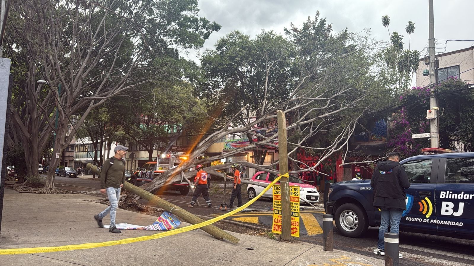 Fuertes lluvias provocan la caída de ramas de una palmera en la GAM; causa obstrucción vehicular