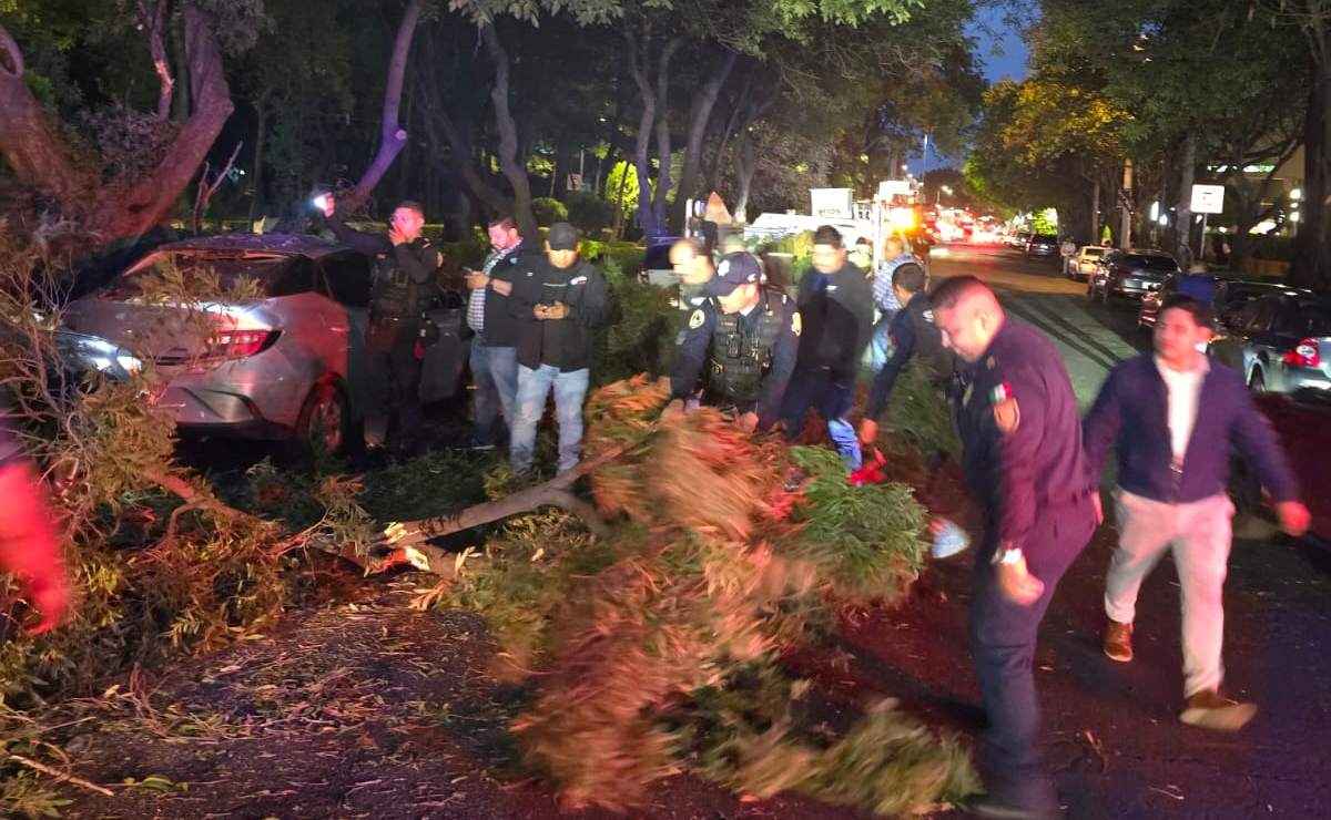 Fuertes lluvias provocan la caída de ramas de una palmera en la GAM; causa obstrucción vehicular